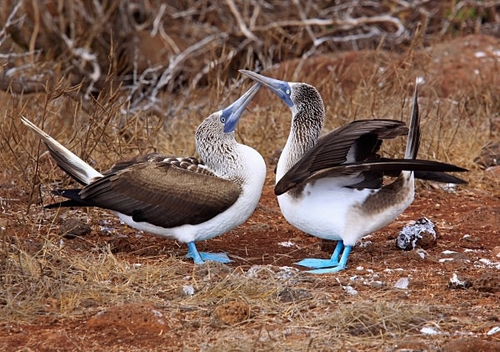 [align=center][size=11][b]Blue-Footed Boobies, North Seymour Island, Galápagos Islands[/b][/size][/align]