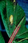 Giant Gold Web Orb Weaver Spider - Papua New Guinea