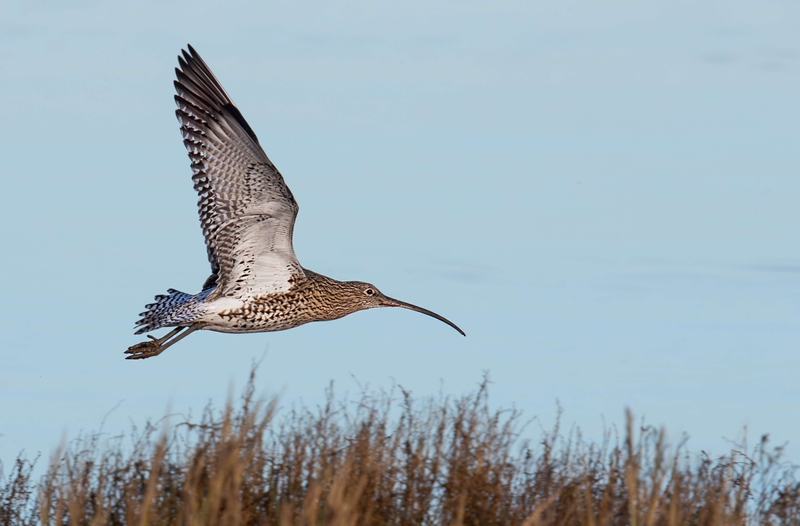 Eurasian Curlew - Dee Estuary - North Wales