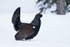 Capercaillie (m)
