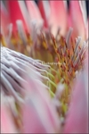 King Protea