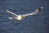 Herring Gull swallowing bread while flying, Flatanger, Norway