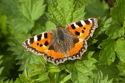 Small Tortoiseshell