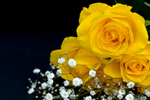 Flower - 6722
