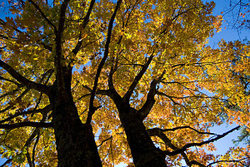 Nature portfolio