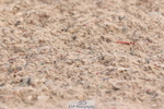 240706A-115745-01599