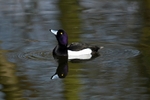 Tufted Duck