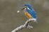 Male Kingfisher