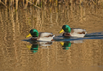Mallards