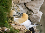 Gannets