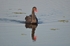 Black Swan