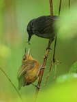 Dusky Antbird, male and female, Pipeline Road, Panama
