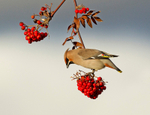 Waxwing - Bombycilla garrulus