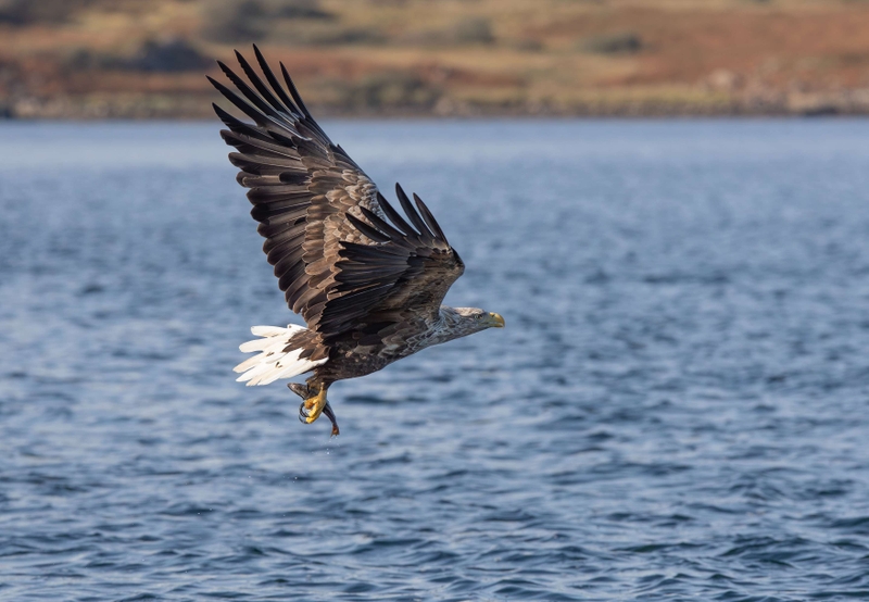 White Tailed Eagle - Isle of Mull - Scotland