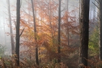Autumn woodland light