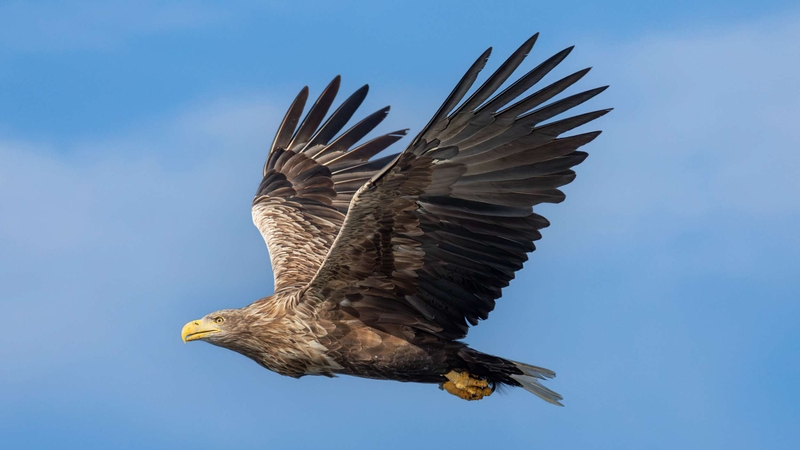 White Tailed Eagle - Isle of Mull - Scotland