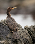 Neotropic Cormorant perched on rock, Chile