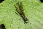 Beautiful Demoiselle