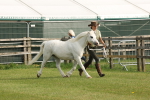 Class 6-13 - Mountatin and Moorland In Hand Welsh Breeds portfolio