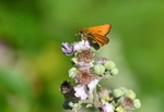Small Skipper