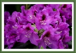 Rhododendron 'Rasputin'