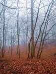 Otley Chevin Woods