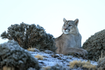 Puma Brissa watching from ridge, Torres del Paine, Chile