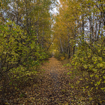 Abandoned Rd Pripyat