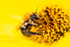 8237_Bee