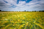 Shaftsbury Corn Field
