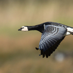 Barnacle Goose