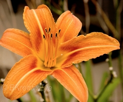 Floral 011
