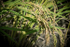 07 Rice Grains