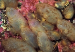 Ascidiella aspersa