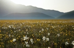 Spring meadow