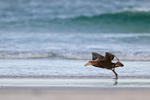 Southern Giant Petrel takeoff run, Volunteer Point, Falklands