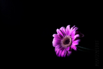 Chrysanthemum