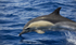 Common Dolphin, Pico Island, Azores