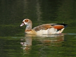 Egyptian Goose