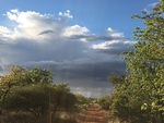 Game Drive In Botswana