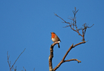 Robin