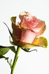 20140202-3K8A8661