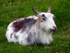 Pygmy goat - P1100343