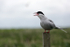 SBT002: Arctic tern