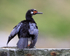 Rock Shag rear view, Carcass Island, Falklands