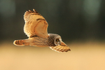 Short-eared Owl portfolio