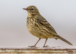 Rock Pipit 3
