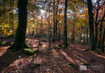Woodland light, Snowdonia