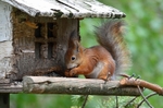 Red Squirrel