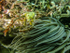 Leeches Crab